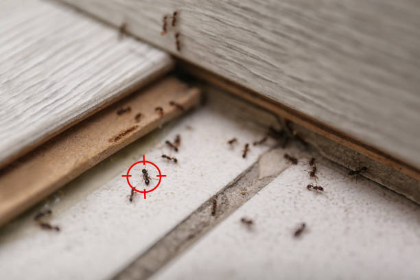 Best Bed Bug Extermination  in Lexington, TN