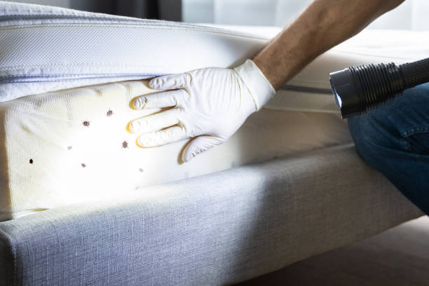 Best Local Pest Control Services  in Lexington, TN