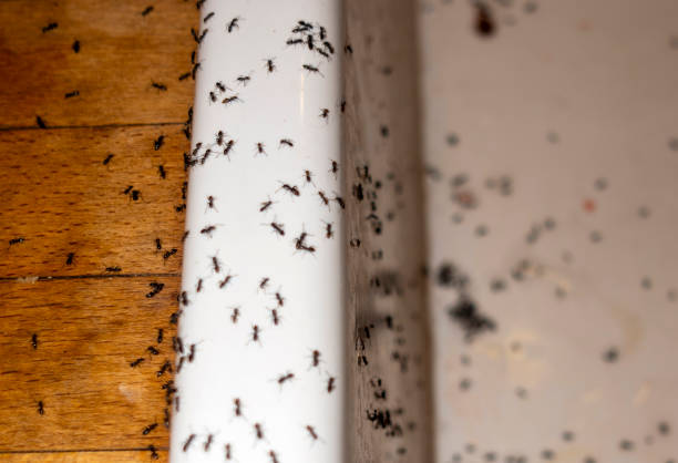 Best Pest Prevention Services  in Lexington, TN