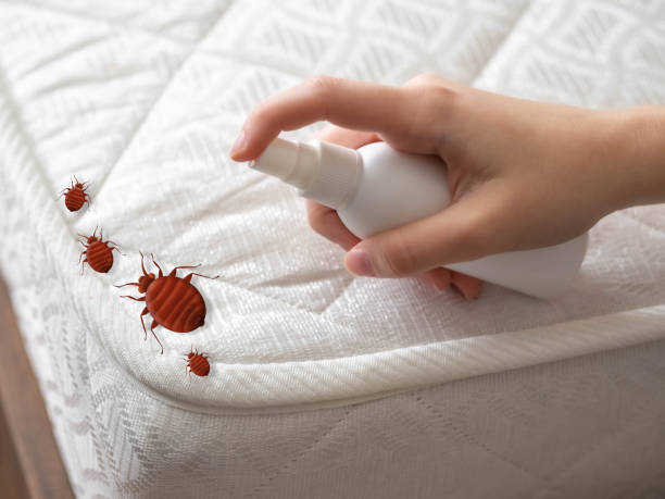 Best Spider Control Near Me  in Lexington, TN